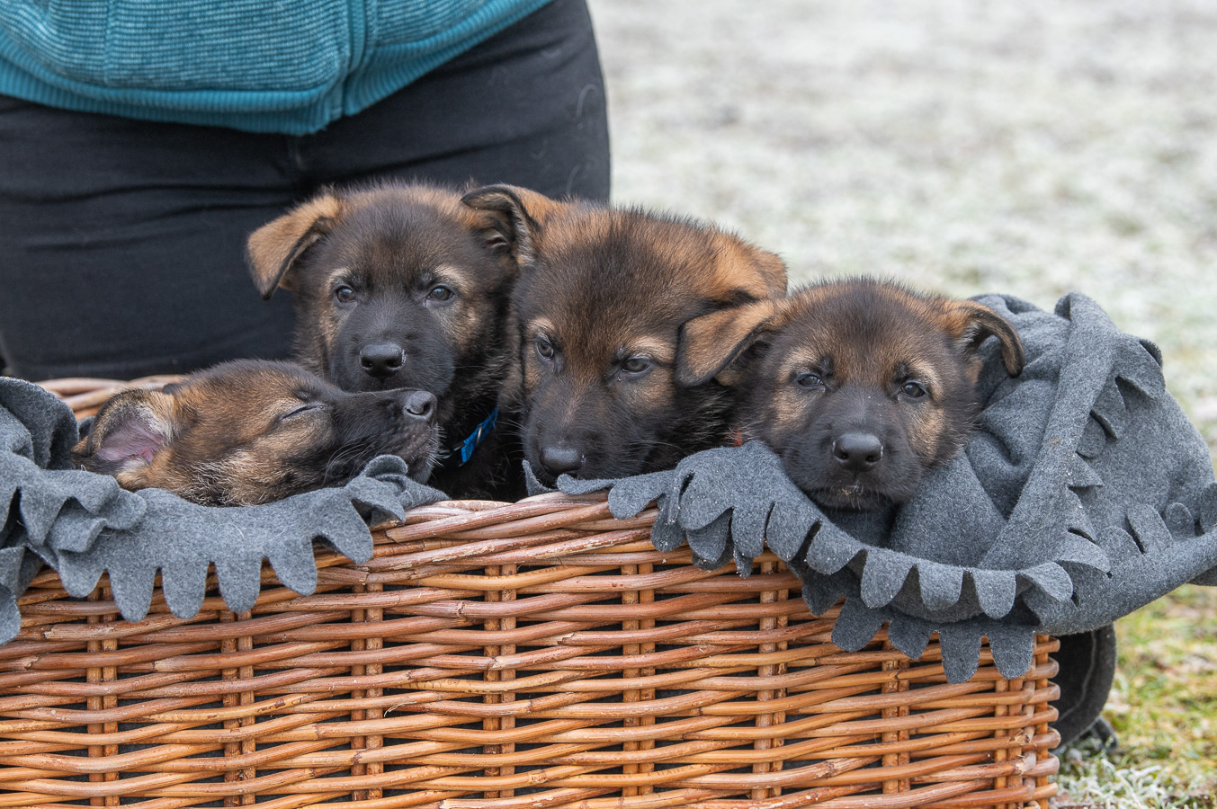 Hunde im Korb, Portraitfotos von Hunden